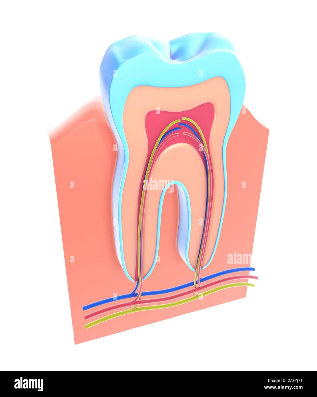 3D-Darstellung der Abschnitt eines Zahnes, der die anatomischen Interieur. Der Gummi, Kapillare und die Nerven. Stockfoto