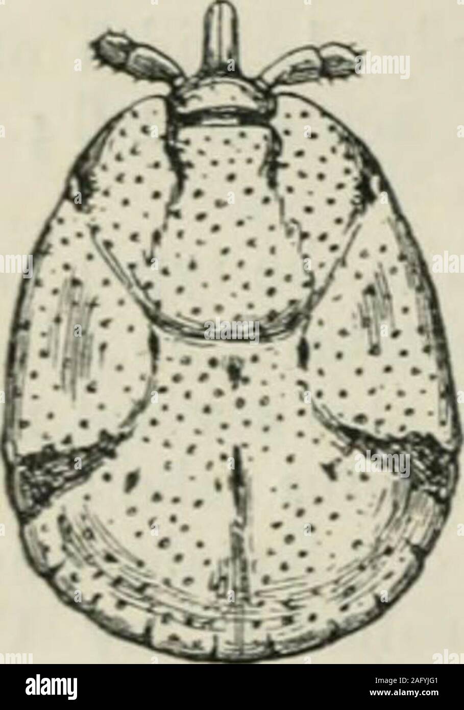 . Die Annalen und Magazin der Naturgeschichte: Zoologie, Botanik und Geologie. riorly. Punktionen zahlreich und sehr Zinken. Anteriorpart ot zervikalen Grooves tief und leicht gebogen; posteriorpart sehr leicht und unauffällig, divergierende Fr) m tiiat positc irile ofihc oi), Ausweitung der uns weit backwanls als 302 Ml. S. ami Dr. L. F. Iliist auf postoro - seitliche Rand des pseudoscutum (siehe Farbe). Apair von cliaracteristic oblique Eindrücke, teilweise gebildet ofenlarged Punktionen, vorhanden sind, Posterior, einer auf jeder Seitedes scutum; ihre Form erinnert an etwas, dass der acomma, das breite Ende b Stockfoto