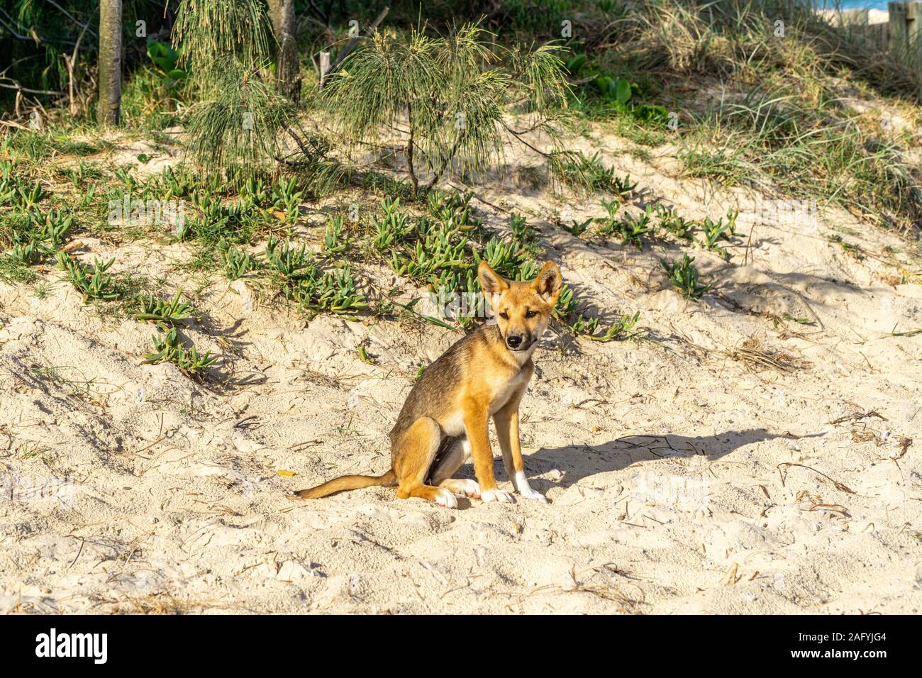 Ein junger australischer Dingo zu Fuß am Strand auf der Suche nach Essen Stockfoto
