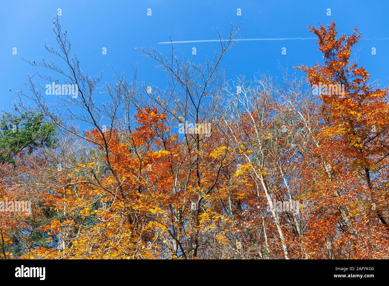 Europa, Luxemburg, Septfontaines, Herbst Wälder entlang der Eisch Tal mit weit entfernten Jet Ebene über das Bestehen Stockfoto