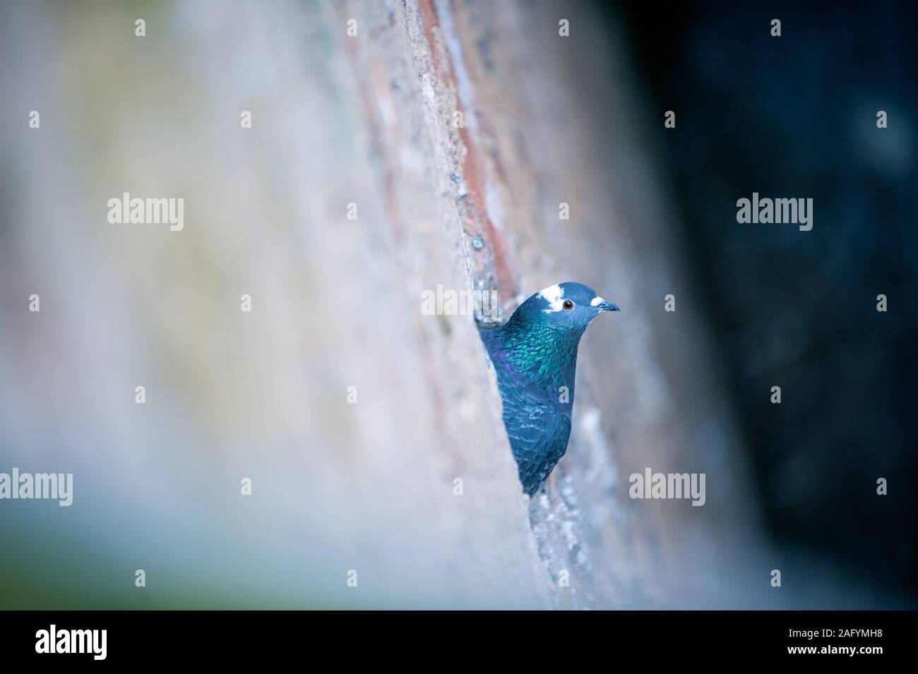 Tiere in der Stadt. Tauben sitzen auf der historischen Mauer. Stockfoto