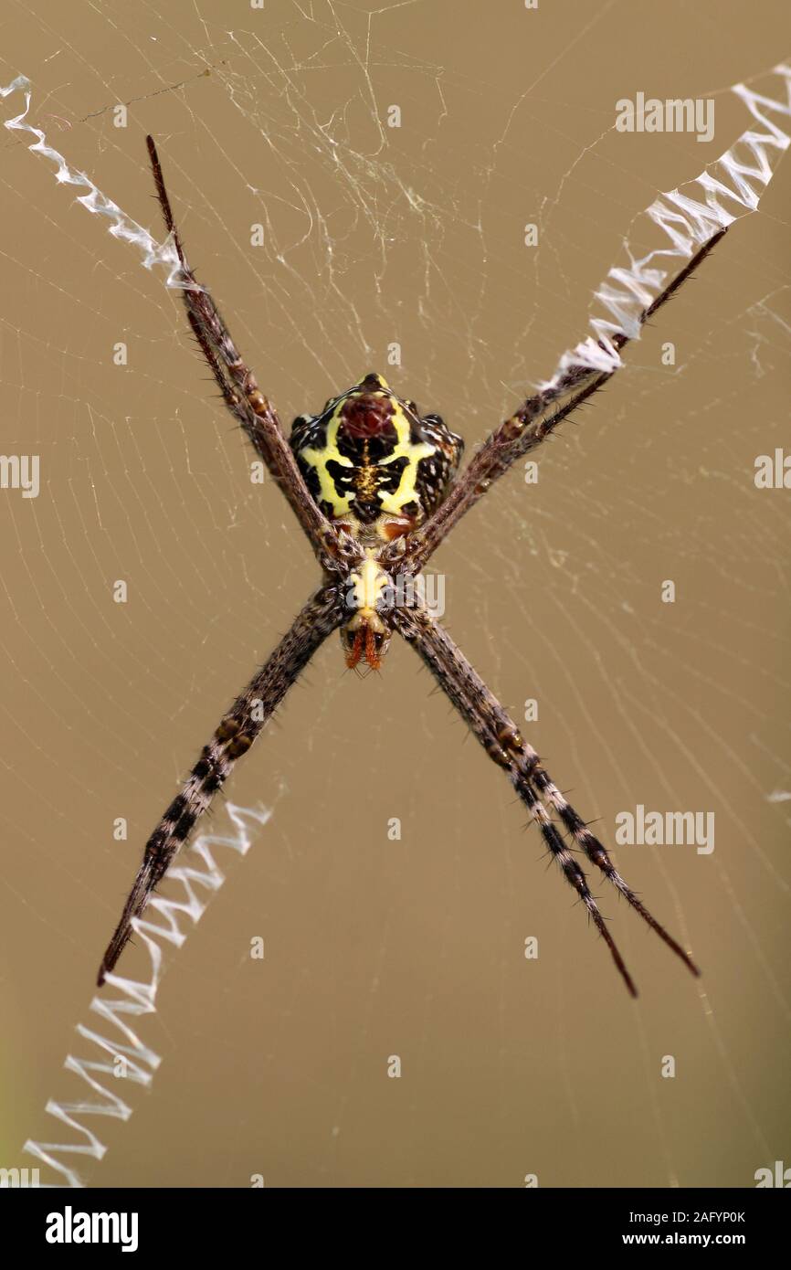 Signatur Spider Argiope sp. Gujarat, Indien. Stockfoto