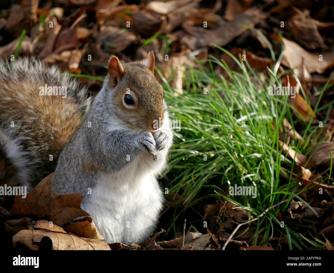 Niedliche Eichhörnchen - sciurus carolinensis essen Muttern im Park Stockfoto