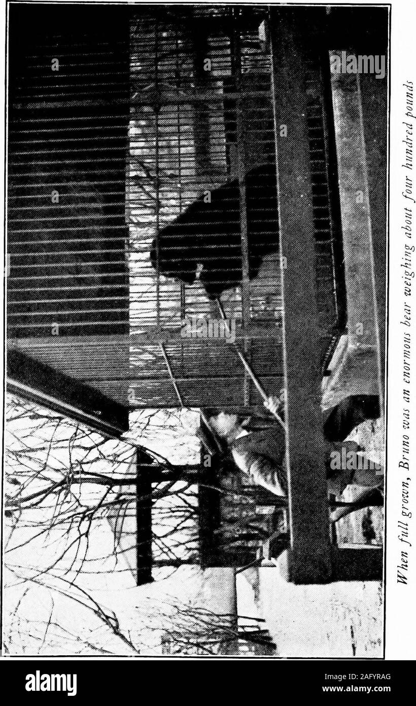 . Wilder Bruder; merkwürdigsten wahren Geschichten aus der North Woods. nach oben gehalten Firma hishold auf seine Partner, und genau dort, soweit Iwas besorgt, diese Geschichte war in der Nähe von seinem Ende Brunowas Beginn seiner Beherrschung zu verlieren. Er würde mich notlet erhalten. Ich habe versucht, ihn zu ersticken; aber theharder ich griff seine Kehle, je mehr er growledand schüttelte meine Jacke und die verschärfte er squeezedme in seine Arme. Oh, warum nt hatte ich den adviceof meine Freunde genommen und schickte ihn vor langer Zeit? Plötzlich, an diesem kritischen Punkt, die Schicksale wurden 126 wilder Bruder freundlich zu mir. Durch alle diese bedrückende mo-mente Foxy, der Hund, ha Stockfoto