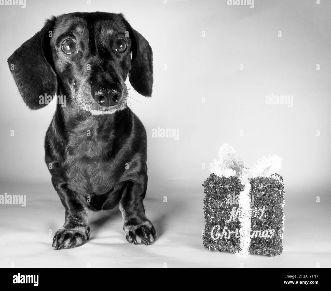 Ein Miniatur-glatten Haaren Dackel in den Geist von Weihnachten. Neben einem Frohe Weihnachten Geschenk. Stockfoto