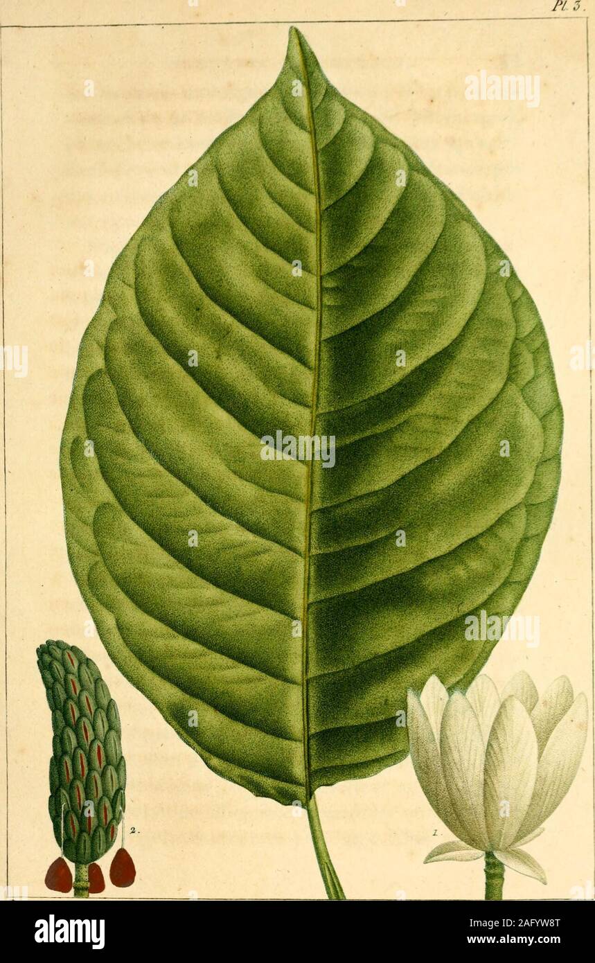 . Histoire des Arbres Waldökosysteme de l'In septentrionale, considérés principalement Sous les Mehrfachrapport de leur Verwendungen dans les Arts et de leur Einführung dans le Commerce... randijlora. Parmi les espèces de ce genretrouvées jusquici dans le Kontinent de lAmériqueSeptentrionale, ce sind Les Seules qui parviennent àde très - grandes Abmessungen. Les bords de la Rivière] Niagara, près de la fameuse Rutsche deze nom, Latitude 430., estlepointleplusavancéversleNord, où jai Pro-sonnellement observé cette espèce, et je ne Pense pasquelle existe beaucoup plus Loin dans cette Richtung. Llle abonde au Stockfoto