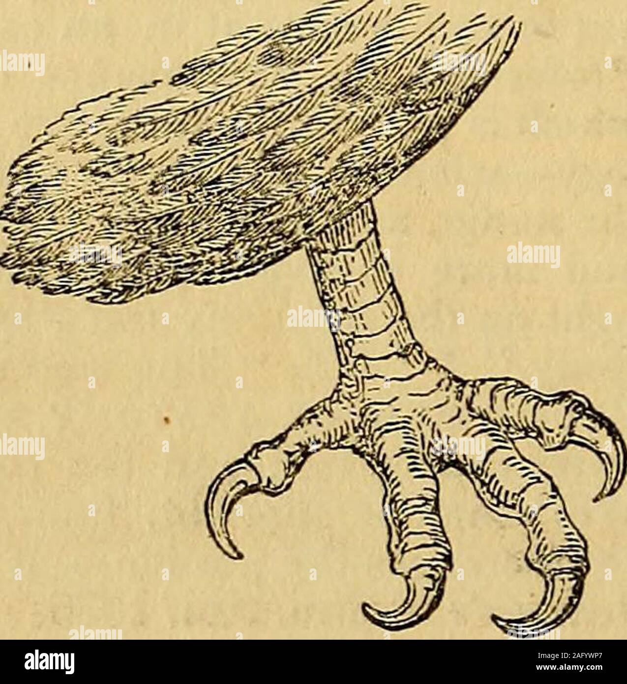 . Geologie und Mineralogie mit Bezug auf natürliche Theologie betrachtet. Zunge und Fischbein-Platten der Piked Whale, Balcenoptera Boops.* Die Zunge selbst entspricht der: calciumfluoride der Raum enthalten von den Rami Der lowerjaw, und ist folglich von großer Größe in theCachalots und Balsenidse, steigen in den latterlike eine immense Polster (a, Jig. 259), inden Raum zwischen den Laminae von fischbein (6), und eine große Menge der besten Öl. In der Abbildung ist in der PikedWhale vertreten, aber wahrscheinlich übernatürlich enlargedand angesprochen durch das extrication von Gas byputrefaction. Ich Stockfoto