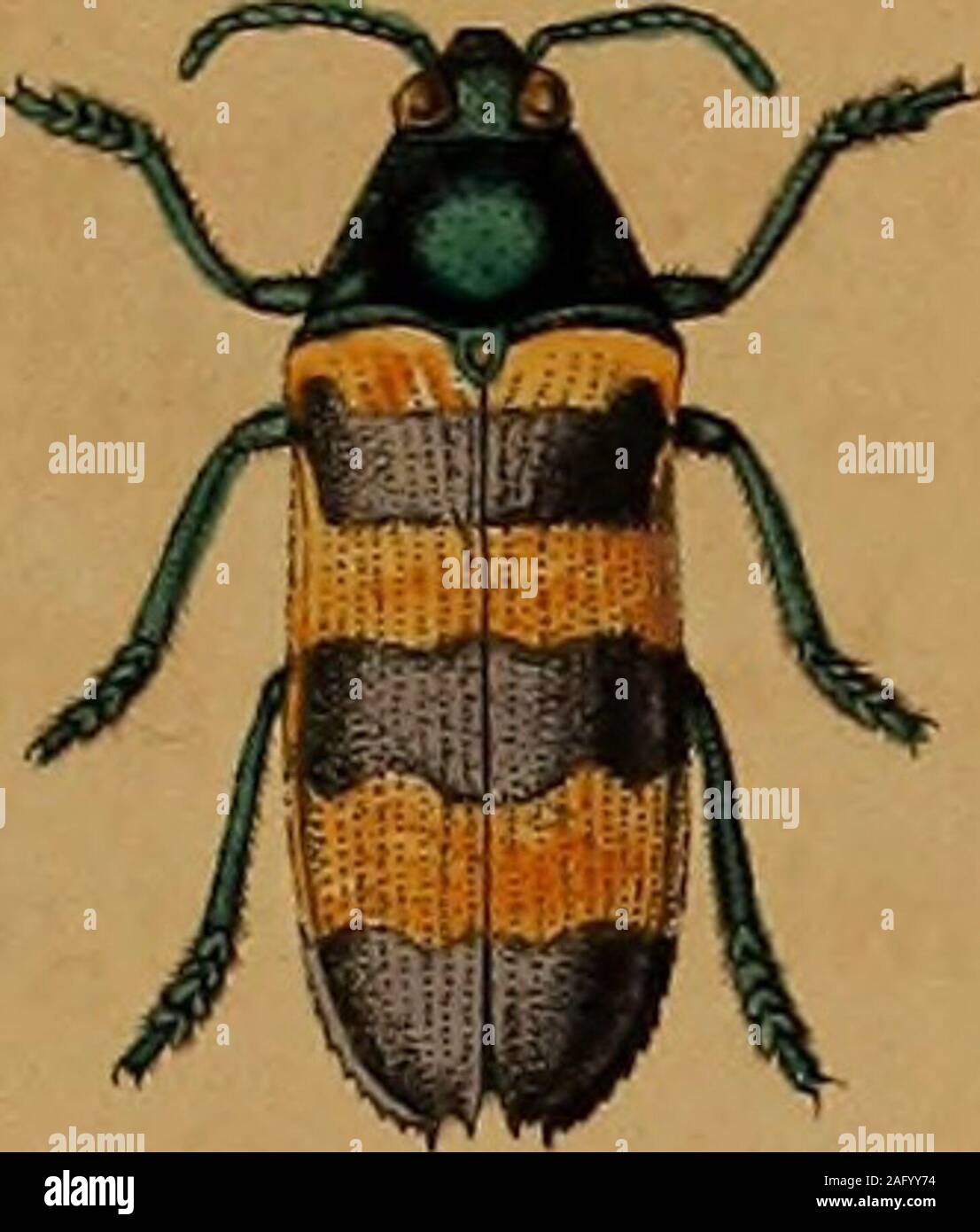 . Nova Acta physikalisch-medica.piceviolacens, Primo secundoque Helio utrinque Aureo-tomen - TOSIS. Pedes aenei. g. Buprestis Multispinosa. B. viridi-Aenea lateribus albidis, elytris Nigro. violaceisapice subclavatis multidenlatis, Lang. lin. 6 V 2. Rio de Janeiro; ex Museo ditissimo Langsdorjfiano. Statura praecedenlis. Caput punctato - lineatum. Anten. Nae subserratae, cupreae. Oculi glauci. Thorax medio ar-Cuato-striatus, viridi-Aeneus, utrinque punctatiis, Luteus, aibido - Tomentosus. Iugulum punctatum, cupreum, utrinquealbidum. Scutellum cupreum. Elytra punctato - Meserveae, medioelevata, glabra Stockfoto