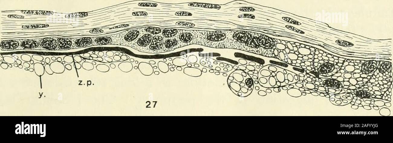 . Amtsblatt der Morphologie. s das Verschwinden der Zona radiata; die späteren Phasen areillustrated von Feigen. 27. bis 30. Die follikelzellen vergrößern, durch increaseboth in der Größe des Kerns und in der Höhe von zytoplasma. Die Zona pellucida wird ausgelöst; gleichzeitig irreg wird besonders verdickt, ein Umstand, der möglicherweise eitheras eine Verkürzung der Fragmente durch das Lösen von Verspannungen, oder als Schritt in thg Prozess der Auflösung ausgelegt werden. Den Bruch der thezona pellucida ermöglicht das Eigelb, in Kontakt mit dem folliclecells zu kommen; Letztere verschlingen, das Eigelb, Teilchen, und Sur Stockfoto