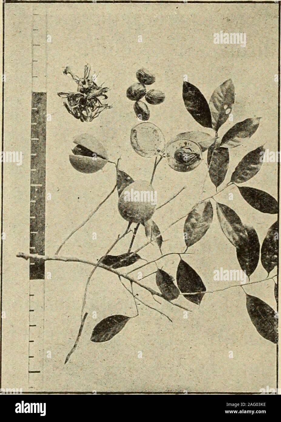 Ipace Stockfotos Und Bilder Kaufen Alamy