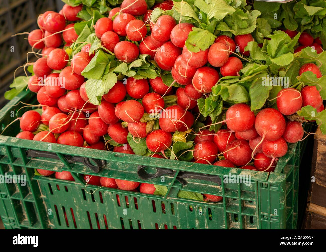 Loulé, Portugal. Radieschen, ein farbenfroher Korb von Radieschen, der auf dem Obst- und Gemüsemarkt in Loulé, Portugal, verkauft wird. Stockfoto