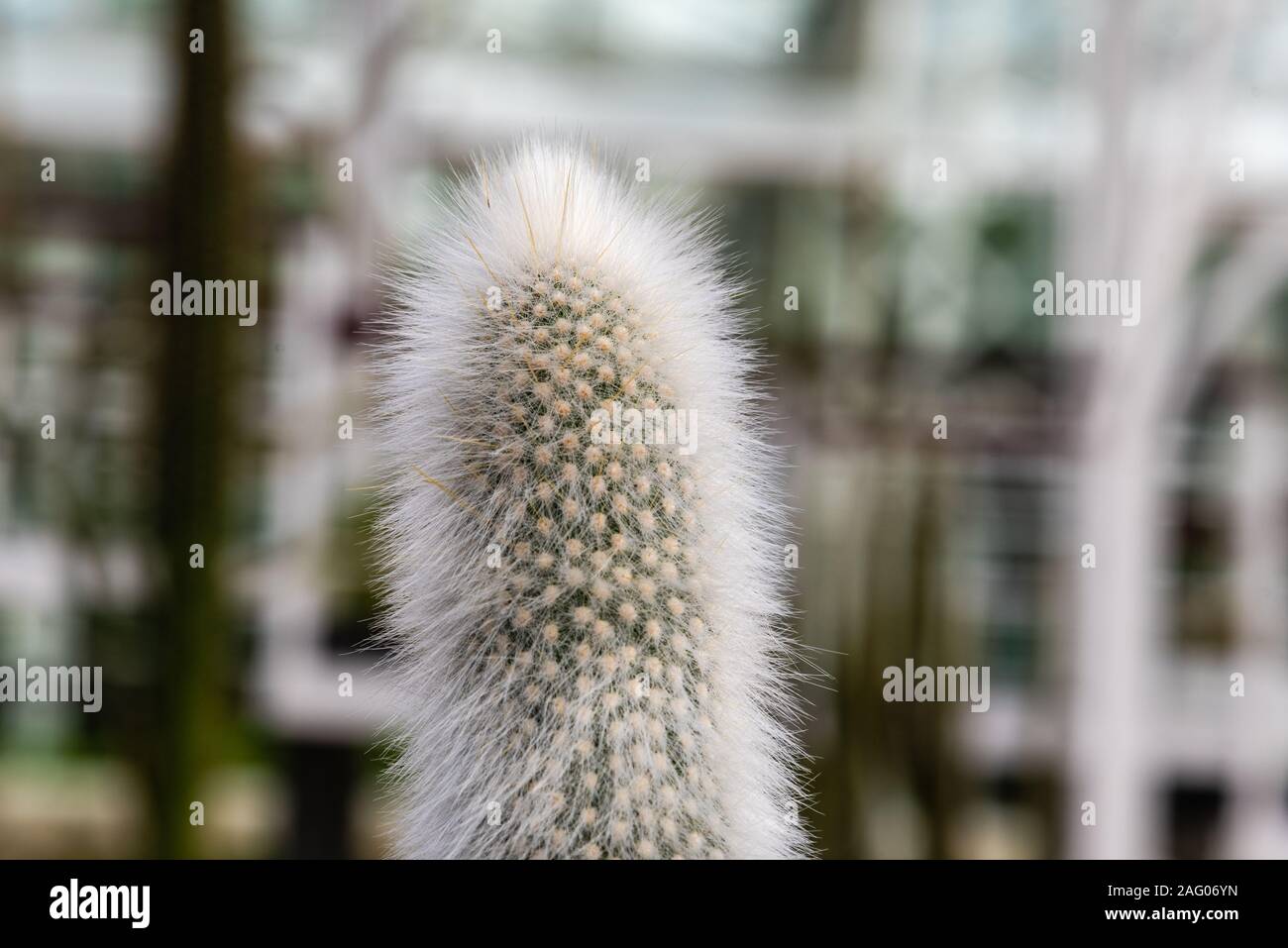 Nahaufnahme der Cleistocactus Strausii, allgemein als das Silber Taschenlampe oder Wooly Fackel bekannt, ein Kaktus in Argentinien und Bolivien. Stockfoto