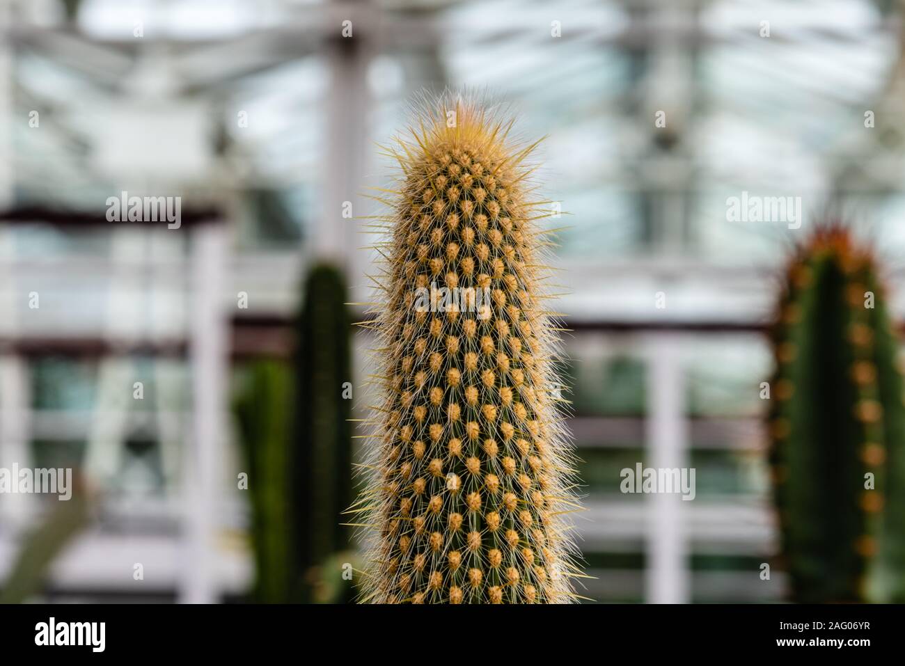 Nahaufnahme von espostoa Guentheri, es ist ein Shrubby säulig Cactus mit attraktiven golden-Spined stammt aus Bolivien. Stockfoto