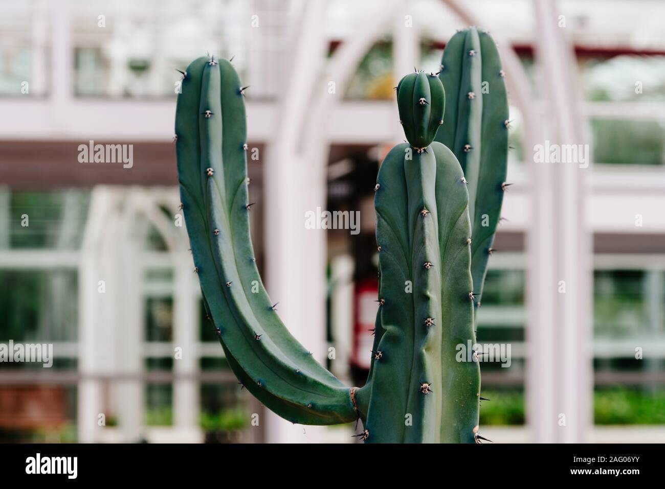 Nahaufnahme der Myrtillocactus geometrizans, es ist ein groes strauchigen Kaktus  wchst auf 4-5 m hoch, mit kandelaber - wie Verzweigen auf reife Pflanzen  Stockfotografie - Alamy