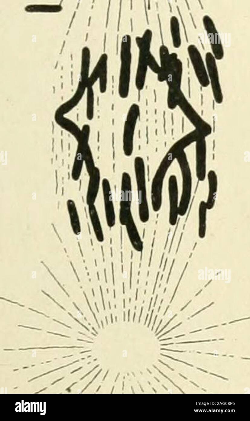 . Amtsblatt der Morphologie. 2B2C R^m^;&gt;. ^..^ Ich li 3A 3B 3C 7A ^^ll^^?;/II, V/A 7 Ich w&gt; 4A 4B 8A • 8B M/5A 5B 9A 9B &) 4^. ccJl. 27 Platte 2 ERLÄUTERUNG DER ZAHLEN 10 Gleichen; Meerwasser und Essigsäure; ein Abschnitt der Spindel hinterher angezeigt. 11 A, B, C;&gt; Meerwasser und Essigsäure; Chromosomen: 30. und 35. 12 A, B. Hipponoe 9 X Toxopneustes c?. Längsschnitte von anaphaseof erste Division; Chromosomen: 22. und 29. 13 Gleiche; Chromosomen: 39 und 36. 14 Gleiche; Chromosomen: 28. und 24. 15 A, B.; Chromosomen: 27. und 24. 16 identisch; in einem Abschnitt hinterher. 17 A, B.; anaphase Stockfoto