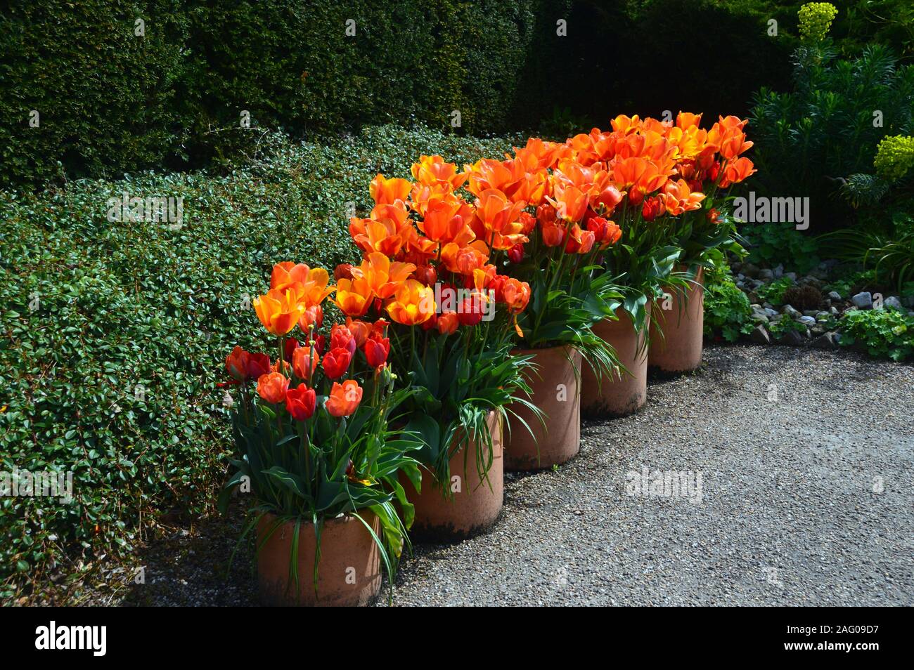 Fünf Runden Terrakotta Blumentöpfe von Rot, Orange und gelbe Tulpen auf Anzeige an RHS Garden Harlow Carr, Harrogate, Yorkshire. England, Großbritannien Stockfoto