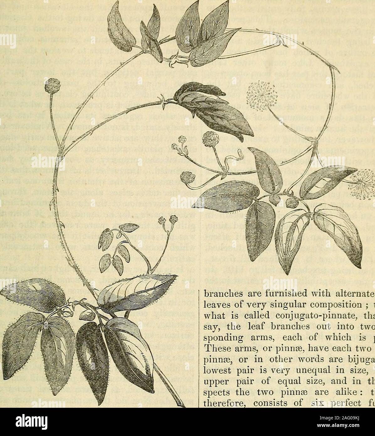 . Die Annalen der Gartenbau und Year-Book Informationen über praktische Gartenarbeit. ning ofmats oder Tuch, die uponhoops, die gebildet werden, das Bett highenough überqueren, um vermeiden Sie das Berühren der höchste theflowers platziert werden. Diese matten sollte geworfen werden Einwenn diese Option die Sonne heiß kommt, und auch, um sich gegendiese schwere Fälle von Hagel, Schnee, oder violentrains. Die Offsets der Tulpen, insbesondere thesmallest, sollten in den frühen Teildes Oktober, oder viele würden verloren gehen, als thesmallest oft verkümmern im Winter, anddie gepflanzt werden. Frühe Aussaat speichert alle diese Opfer, und fördert deren Wachstum und frühen m Stockfoto