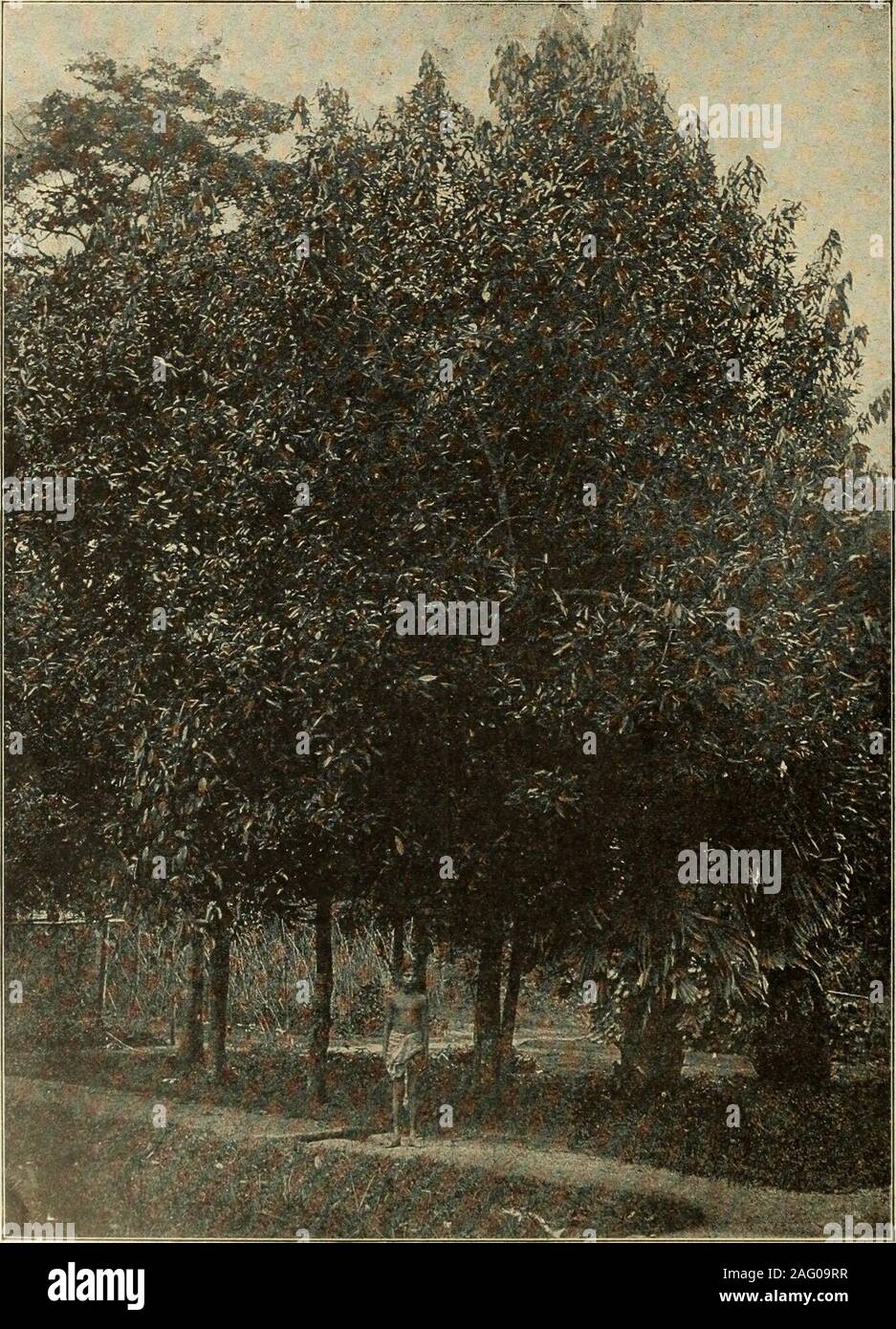 . Le quincaillier (Juillet-Decembre 1907). eal, Net 30 Jours Hudon, Hebert & Cie. LIM 1 T-Stück Agenten Canadiens MONTREAL EN ECRIVANT AUX ANNONCEUflS, CITEZ LE PRIX COURANT 20 LE PRIX COURANT nees Eine ete de 15 Schillinge par 100 Livres. Nous avons vu de Pimenta Anhänger lesvingt dernieres annees, qui se sind ve i-dus-jusqua 40 Schillinge par 100 Livres, etpendant Un grand Nombre dannees, leprix regnant a ete de 25 a 28 Schilling, selon la Qualite. Le Pimenta de Planta- Naturellement est toujours un Prix en Europe. Le nom Pimenta ein ete Tun vi-ne Ein lepice par les Anciens navigateursespagnols qui pensai Stockfoto