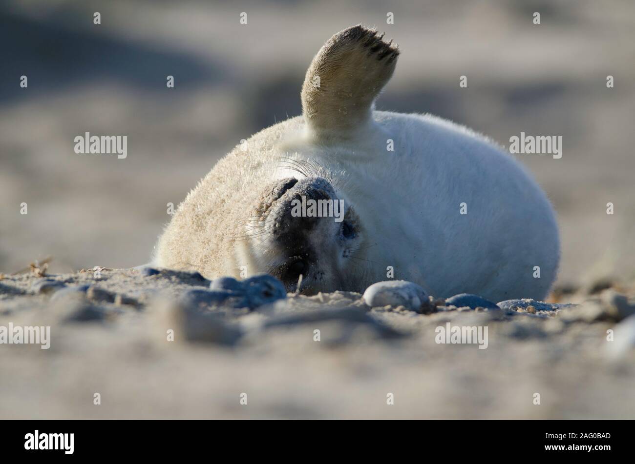 Graue Dichtungen bei Winterton auf Meer Strand Stockfoto