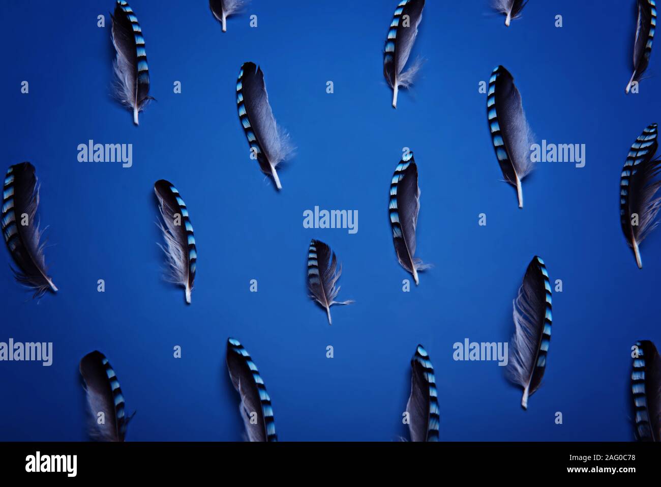 Jay blauen und grauen Federn in blauen Farbtönen. Flatlay. Farbe des Jahres 2020, Classic Blau. Stockfoto