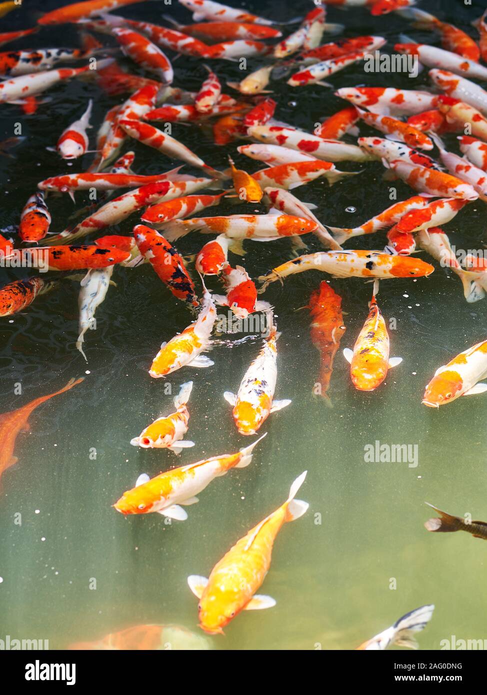 Koi Karpfen schwimmen in einem Teich in Da Nang Stockfoto