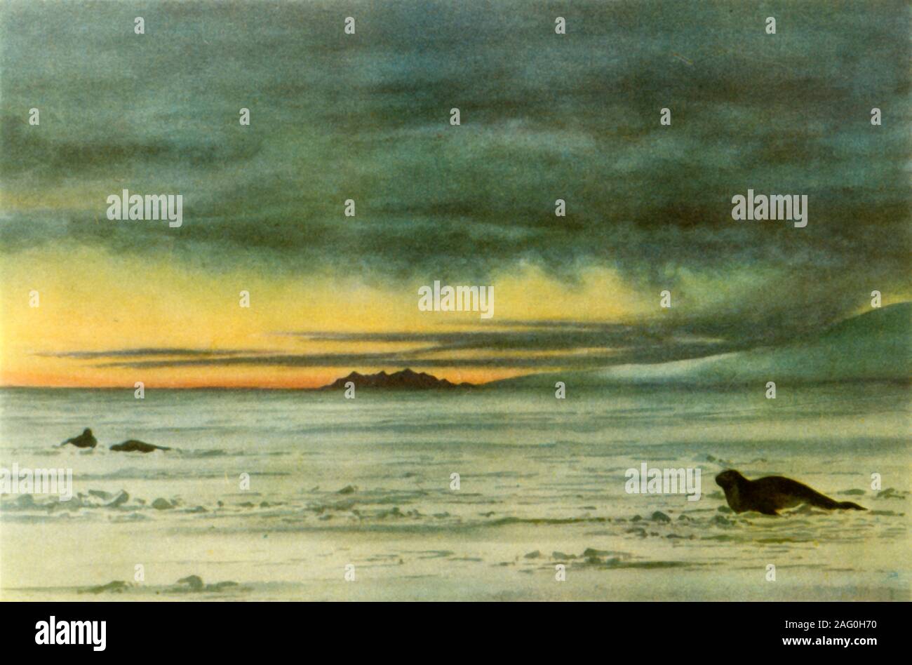 'Nord im McMurdo Sound', 1911, (1946). Blick auf Robben in der Antarktis von Dr. Edward Wilson, ein Mitglied von Robert Falcon Scott verurteilt Expedition zum Südpol. Von "Britischen Polarforscher", von Admiral Sir Edward Evans. [Collins, London, 1946] Stockfoto