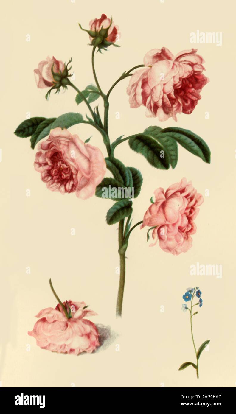 'Rosa Provincialis und Forget-Me-Not', c 1680, (1946). Botanische Malerei für König William III. Von "Englischen Garten Blumen", von George M. Taylor. [Collins, London, 1946] Stockfoto