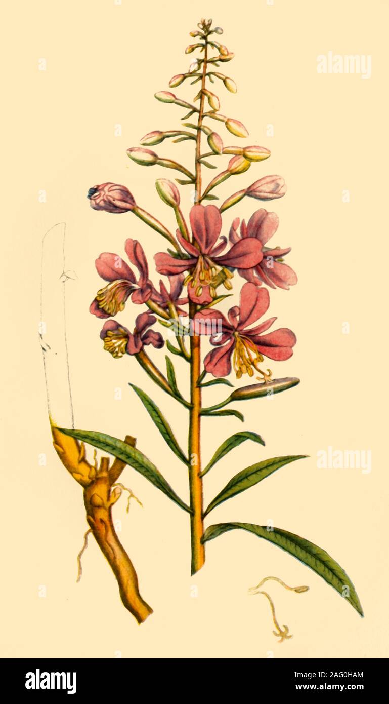 "Rosebay Weidenröschen', Ende des 18. Anfang des 19. Jahrhunderts (1944). Botanische Illustration aus "Englisch Botanik" von James Sowerby. In "wilde Blumen in Großbritannien" veröffentlicht, von Geoffrey Grigson. [Collins, London, 1944] Stockfoto