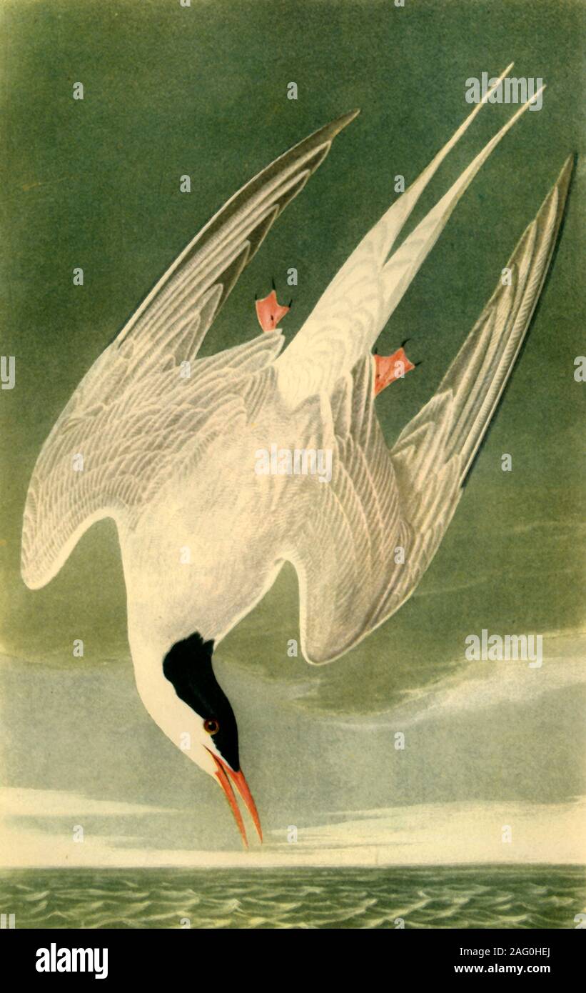 "Küstenseeschwalbe", 1835, (1942). Seabird tauchen ins Meer, von "Die Vögel Amerikas", geschrieben und illustriert von John James Audubon, in der British Library, London. In "Die Vögel von Großbritannien", von James Fisher veröffentlicht. [Collins, London, 1942] Stockfoto