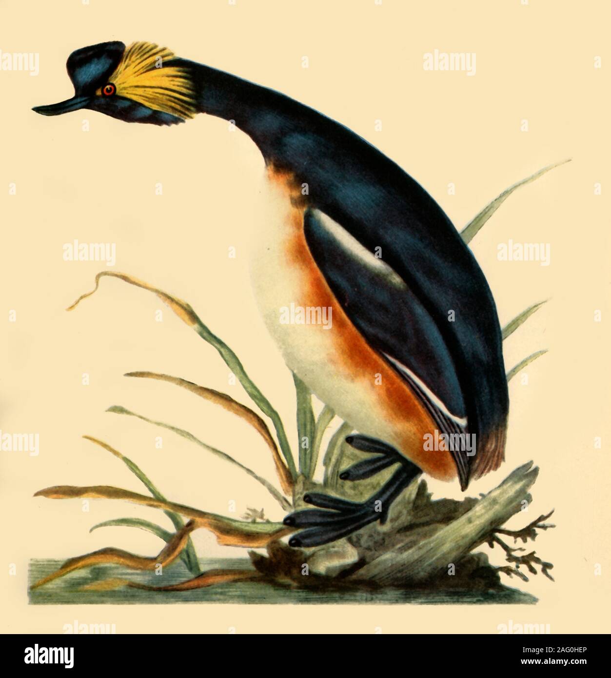 "Black-Necked Grebe', c 1795 (1942). Wasser Vogel, von "natürliche Geschichte der britischen Vögel" von Edward Donovan. In "Die Vögel von Großbritannien", von James Fisher veröffentlicht. [Collins, London, 1942] Stockfoto