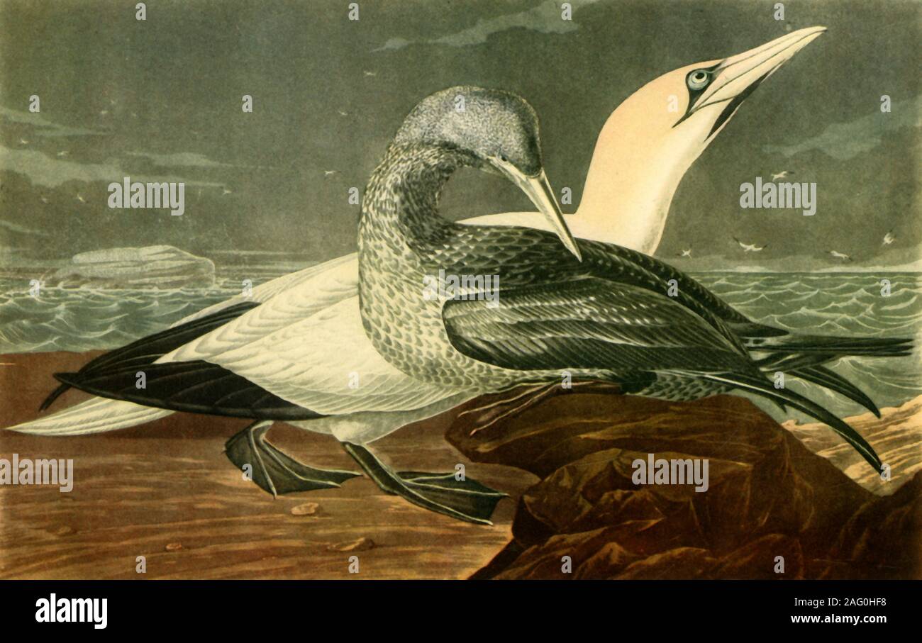 "Tölpel", 1836, (1942). Seevögel, von "Die Vögel Amerikas", geschrieben und illustriert von John James Audubon, in der British Library, London. In "Die Vögel von Großbritannien", von James Fisher veröffentlicht. [Collins, London, 1942] Stockfoto