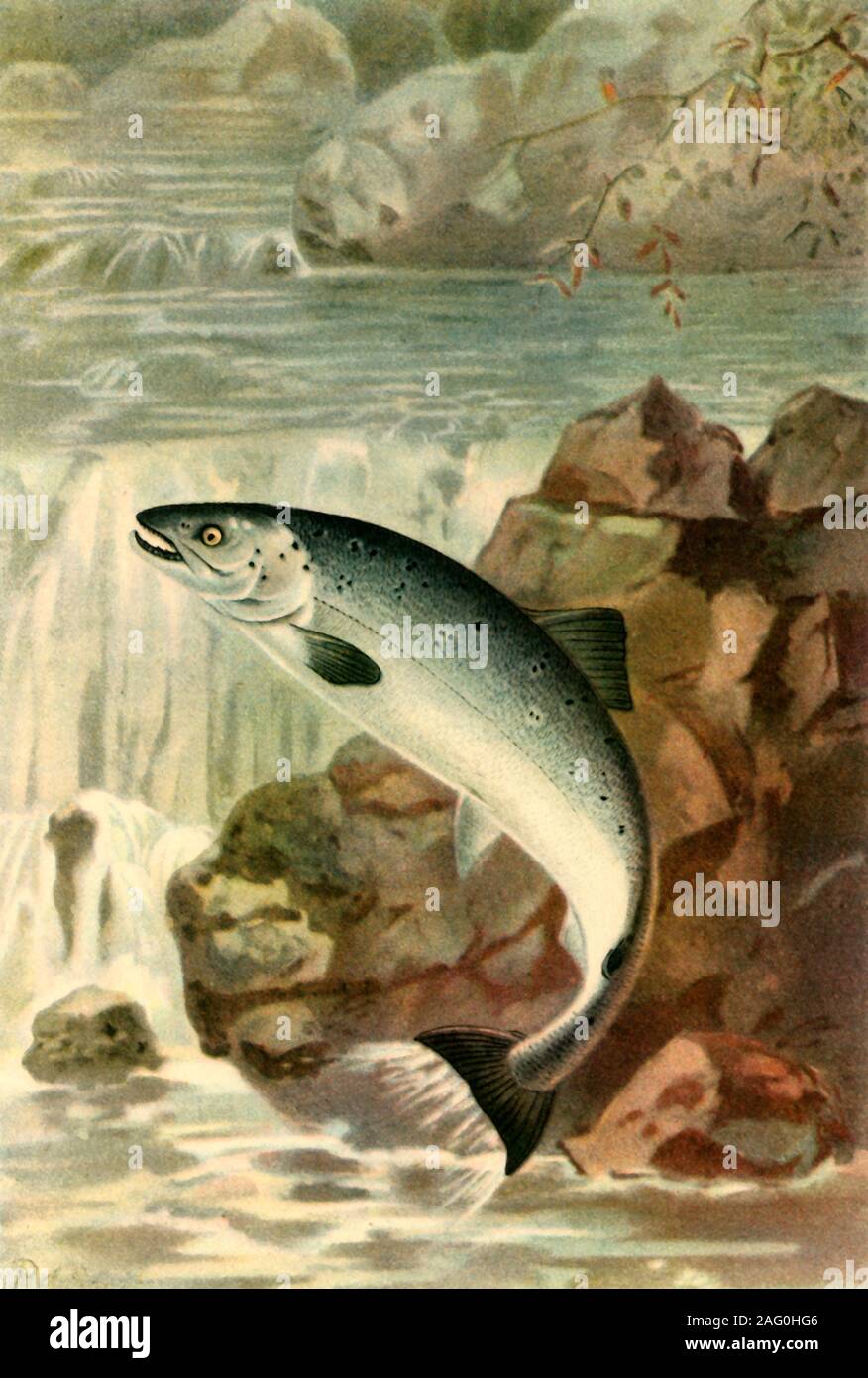 "Ein Lachs Leap", 1895, (1943). Wildlachs sprang ein Wasserfall während der Paarungszeit. Von "The Royal Natural History", herausgegeben von R. Lydekker. In "Wildlife von Großbritannien", das von F. Fraser Darling. [Collins, London, 1943] Stockfoto