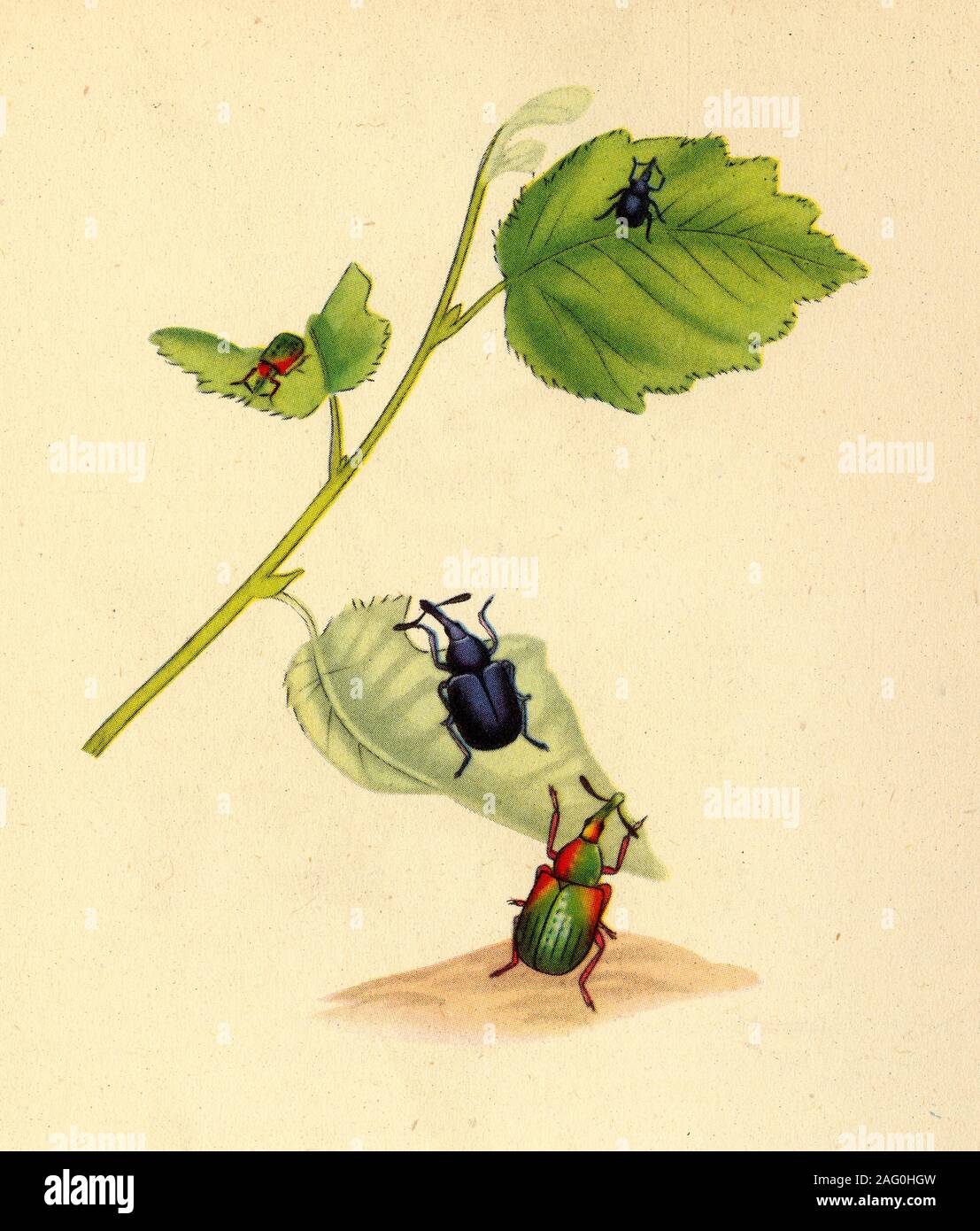 'Birke Rüsselkäfer: Curculio betulae", 1794, (1945). Abbildung von Edward Donovan aus seiner "natürlichen Geschichte der britischen Insekten". Von "Insekten leben in Großbritannien', von Geoffrey Taylor. [Collins, London, 1945] Stockfoto