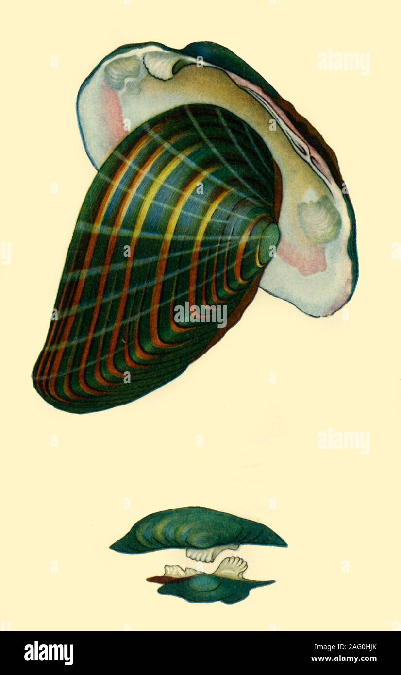 Süßwasser Miesmuschel, 1801, (1946). Illustration aus "natürliche Geschichte der britischen Tanks" von Edward Donovan. In "Britische Angler "Natural History", das von E. G. Boulenger. [Collins, London, 1946] Stockfoto