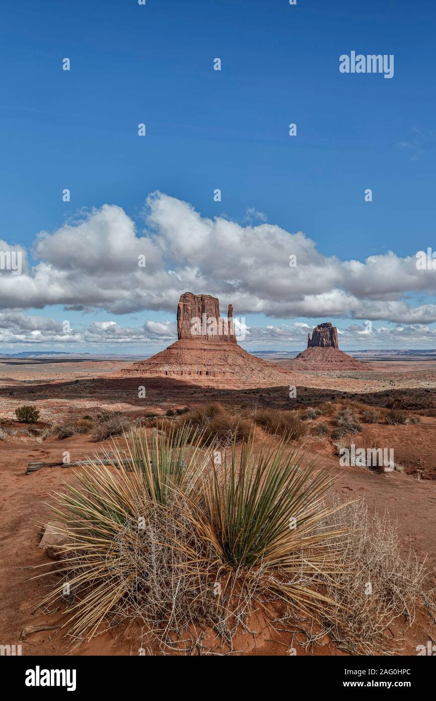 Cactus, West Mitten Butte (links) und East Mitten Butte (Handschuhe), Monument Valley, Utah und Arizona Grenze USA Stockfoto