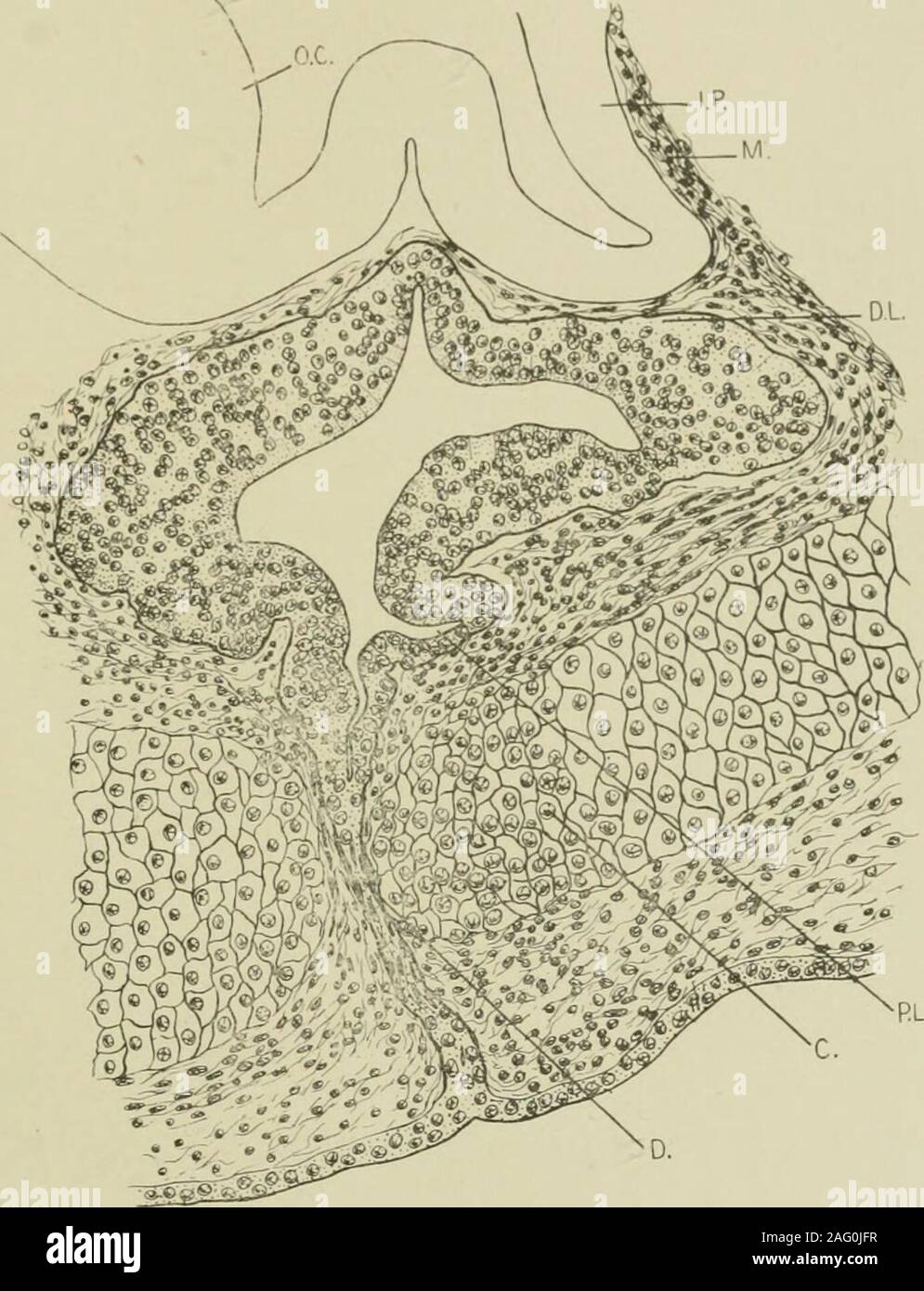 . Amtsblatt der Anatomie. ^, wird dann vergrößert in der dorso-ventraldirection (Abb. 18, a). Hintere Kopfeinheit auf den Überrest des Kanals, es war twolarge dorso-Seitliche hohlen Hautanhangsgebilde (Abb. 18 c, L. D.L.), deren cavitiesopen in das Lumen. Die distalen Lappen ist noch Bifidum kaudal und theinfundibular Prozess, der eine kurze, konische Struktur, zwischen denbeiden Hälften passt. Die Wände zeigen keine Veränderung seit der vorhergehenden Stufe. Bis zu diesem Zeitpunkt die intimsten Beziehungen zwischen der diencephalicfloor und die bukkale Tasche gepflegt wurden, aber in der longitudinalseries dieser Phase gibt es eine Stockfoto