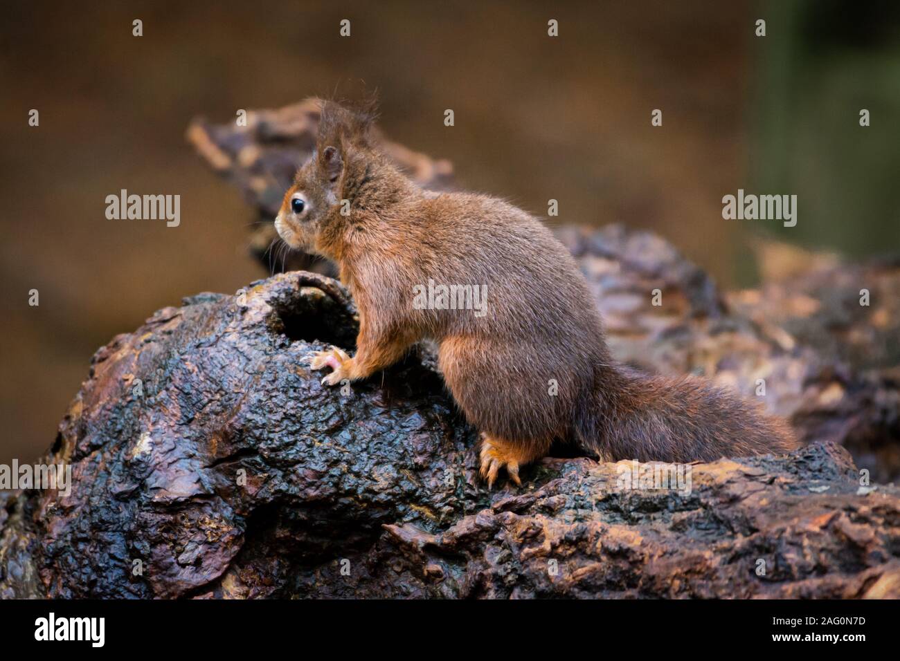 Eurasischen Eichhörnchen (Sciurus vulgaris) auf einem Zweig bei Formby Eichhörnchen finden, Merseyside, UK Stockfoto