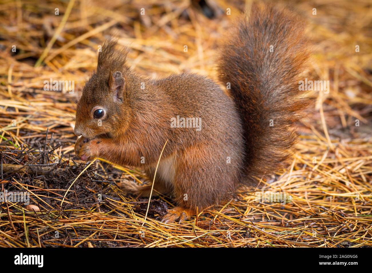 Eurasischen Eichhörnchen (Sciurus vulgaris) Essen eine Mutter auf dem Waldboden im Herbst. Stockfoto