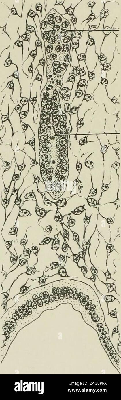 . Amtsblatt der Anatomie. Hinter Rathkespouch, und es entsteht eine kleine mittlere Auswuchs (S. S. ), slightlydilated an der Spitze und läuft rückwärts parallel mit dem DI-Stammzellen, die etwas unregelmäßige Prächordalplatte (p.P.). Diese letztere ihre ursprüngliche Form bewahrt, von Seite zu Seite und Schmal 190 Dr. Katharine M. Parker von relativ großen dorso-ventrale Umfang. Die prächordalplatte an der kaudalen Extremität mit der Chorda dorsalis (Ch), der heresmall und typische iscontinuous, und nach der Biegung des Gehirns, ist bei ap verbogen - etwa einen rechten Winkel an Stockfoto