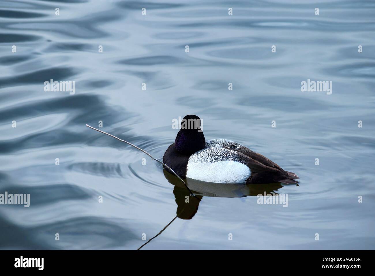 Eine Lesser Scaup Wasservögel Ente schöne Markierungen zieht das Auge, wie es schwimmt auf der Wasseroberfläche. Stockfoto