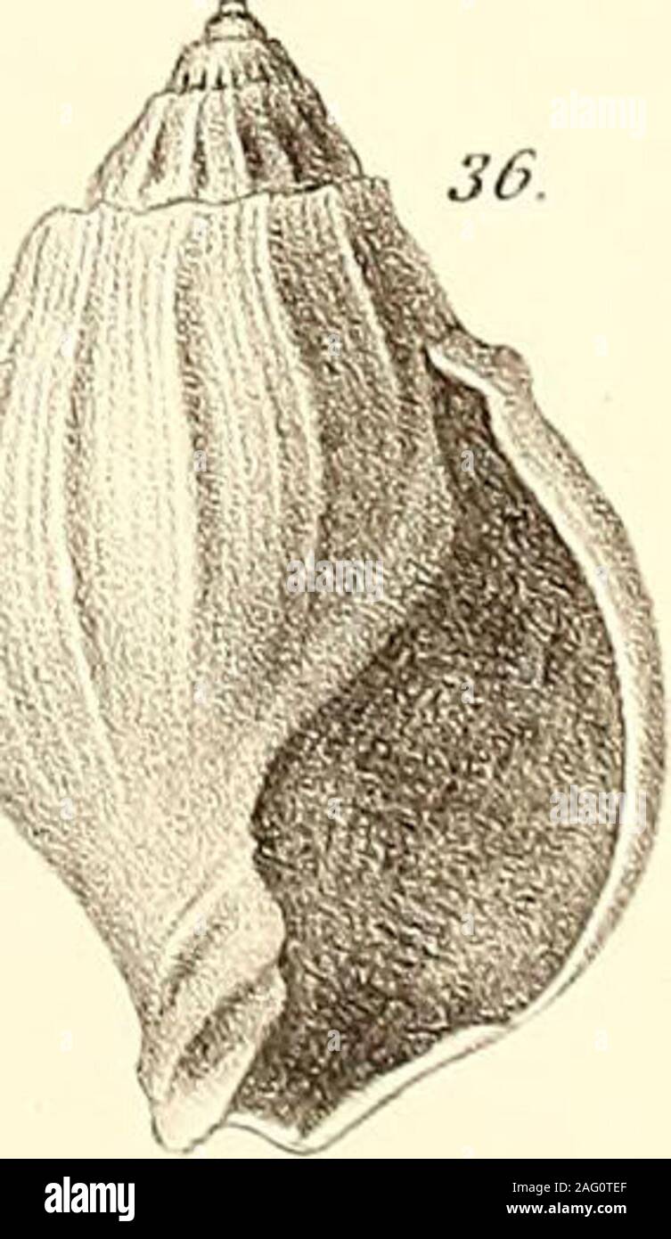 . Palaeontology... Sri? .&Gt;. W. M. GaJ6b, del Bowen & C° Tith. Tjy Philada auf Stein. A J I b • :: s o n PLATTE XXVII Abb., 38. Abb. 39. Abb. 40. Abb. 41. Abb. 42. 42a. Abb., 43. 43a. 43 J. 43 C. Abb. 44. 11 ein. 44 6. Abb. 45. Abb. 47. Urosyca catjdata. Natürliche Größe. Neverita Nana. Vergrößert. Ampullina Striata. Vergrößert. Terebra Calieornica. Vergrößert. Pugxellus hamulus. Natürliche Größe. Vorderansicht eines alten und sehr stark Silberfaden eingelegten Individuellen. Laterale Ansicht des Gleichen. Cypr^a (Luponia) Bayerquei. Seitenansicht. Top anzeigen. Blick auf die Hase. Eine junge Muster von Tejon. Cypr^a (Epona) Matiiewsonii. Magni Stockfoto