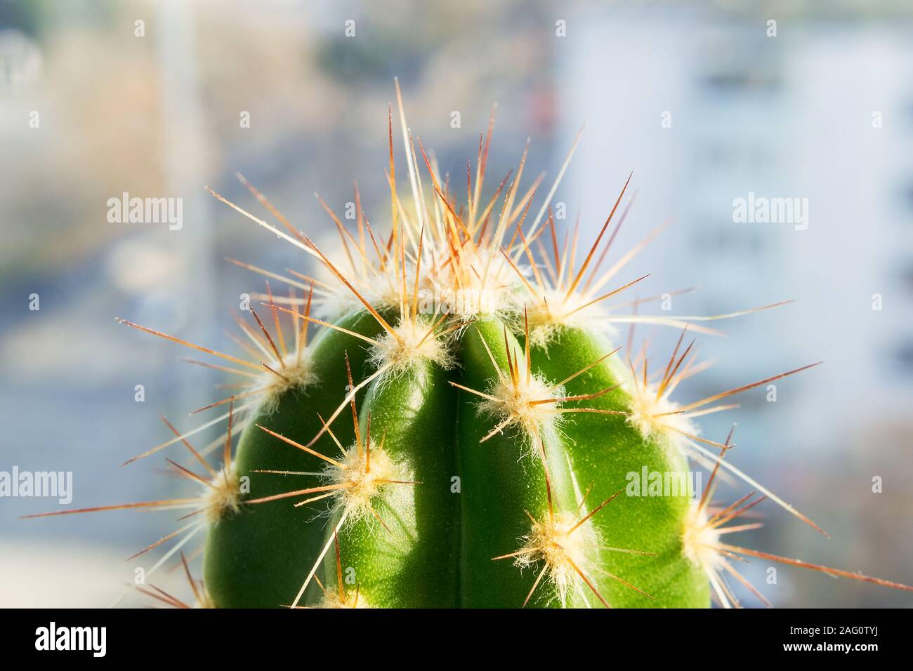 Cactus in der Sonne am Fenster schlieen. Makrofotografie eines Kaktus  Stacheln und brustwarzenhfen. Oben ein Kaktus im Makromodus. Home  Blumenzucht Stockfotografie - Alamy