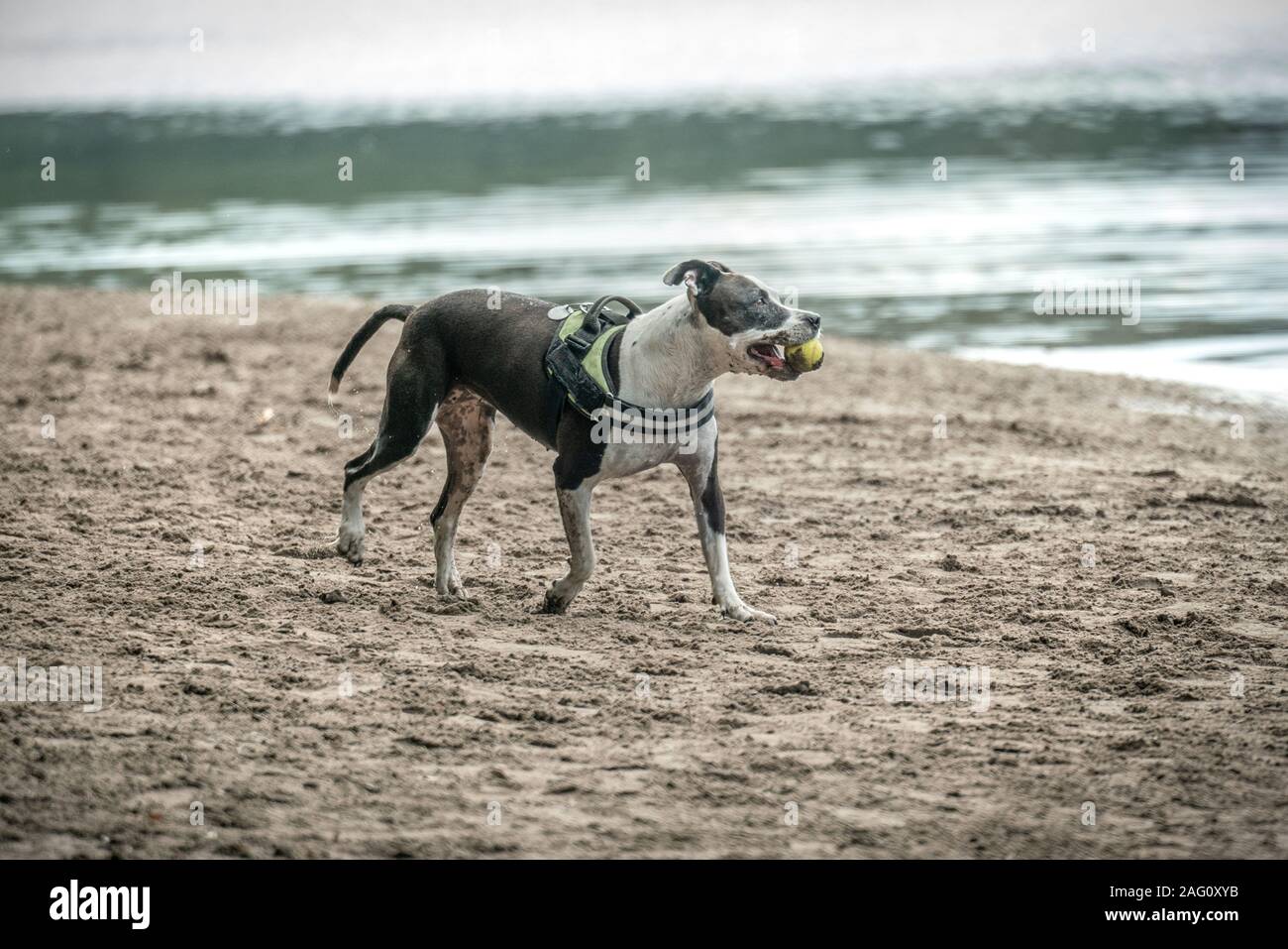 Eine braune und weiße kurzhaarige Hund spielen mit einem Ball auf einem Strand in der Nähe von einem See Stockfoto