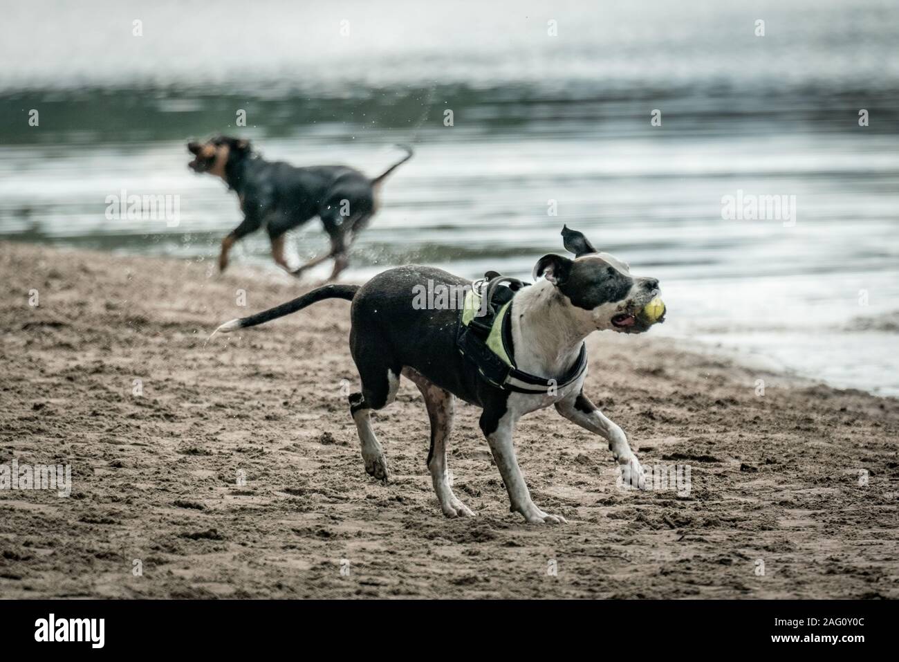 Eine braune und weiße kurzhaarige Hund spielen mit einem Ball auf einem Strand in der Nähe von einem See Stockfoto