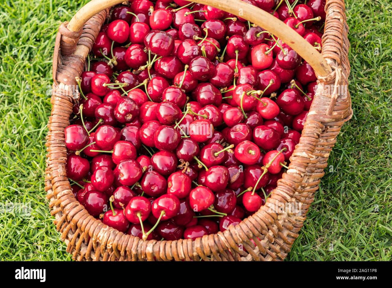 Weidenkorb auf dem Gras gelegt und mit schönen roten Kirschen gefüllt Stockfoto