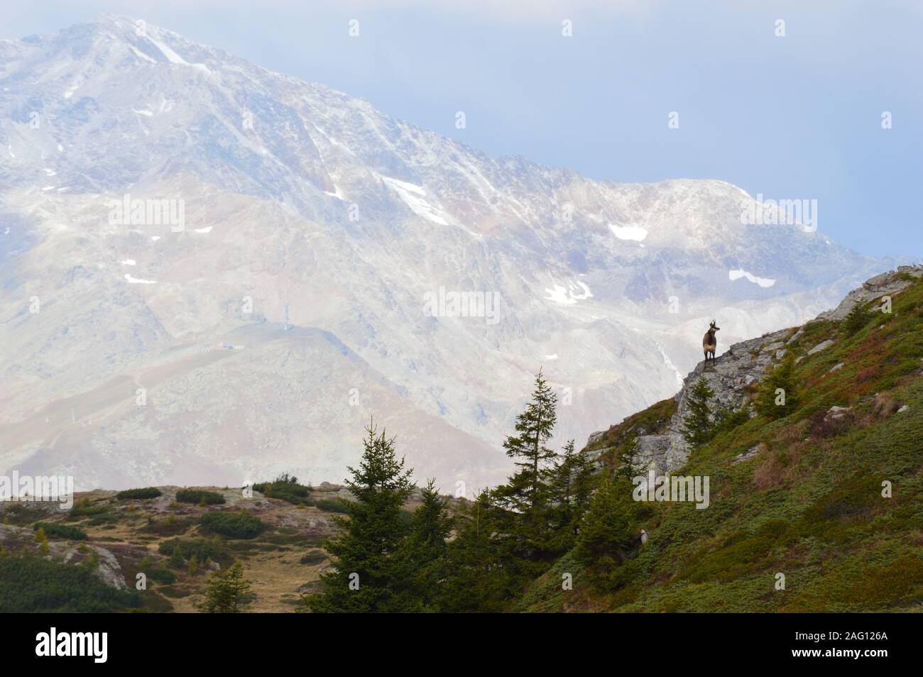 Gämsen auf Monte Luco im Val di Non Stockfoto