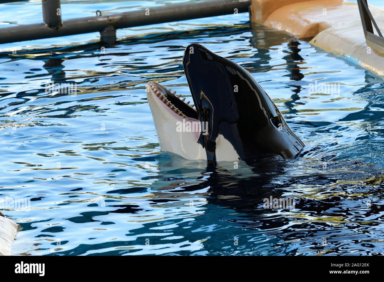 Nahaufnahme von einem Schwertwal (Orcinus orca) mit dem Kopf aus dem Wasser während einer Wal zeigen Stockfoto