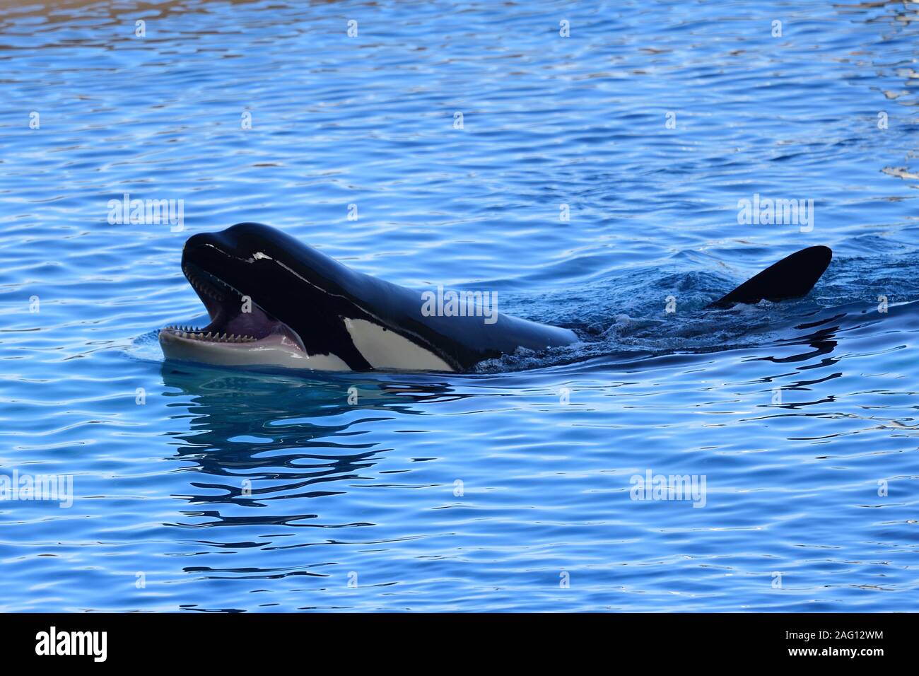 Porträt der Schwertwal (Orcinus orca) schwimmen im Wasser während eines Whale zeigen Stockfoto