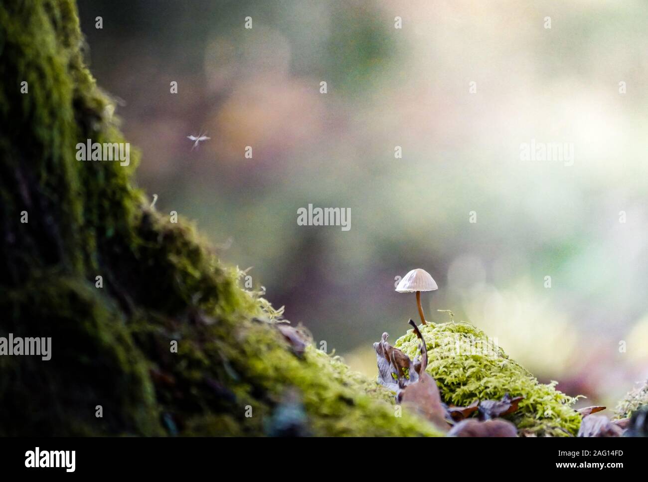 Ein wenig Pilz allein im Wald Stockfoto