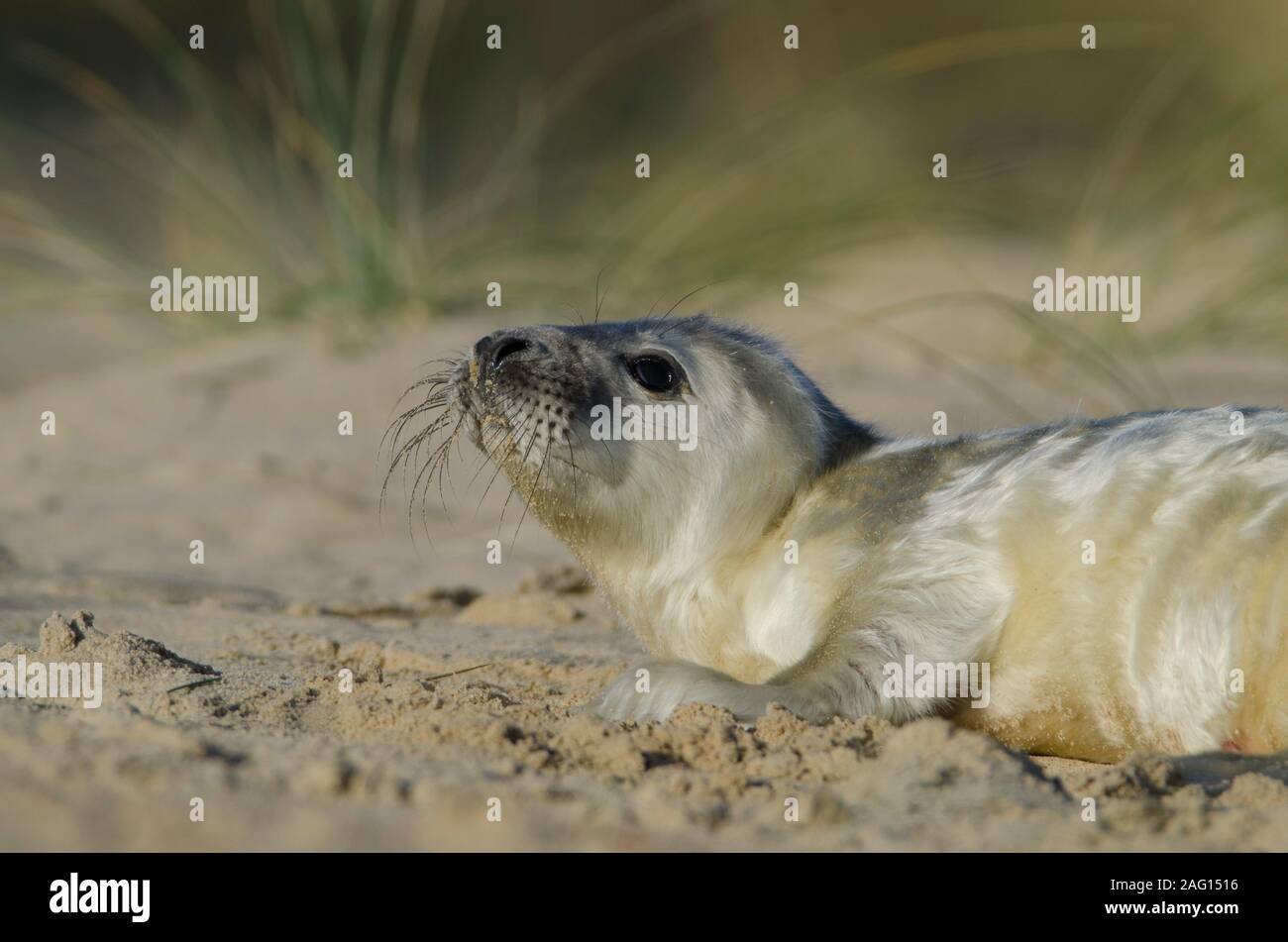 Graue Dichtungen bei Winterton auf Meer Strand Stockfoto